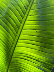 Close up of a banana leaf with the sun shining on it