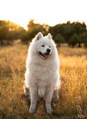 Samojed © Michał