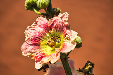 Selective focus shot of a bee pollinating on a flower