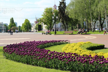 Flowers on flowerbed in city park. Flowerbed decoration