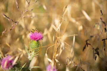 Purple thistle with bee. Bull thistle. Cirsium vulgare