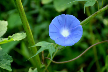Closeup shot of a blooming blue annual flower on a vine © Amit Kumar1/Wirestock