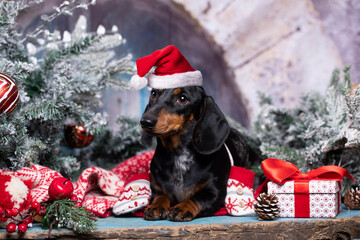  Close up portrait of cute little black and tan puppy dachshund wearing Santa Claus red and white...