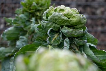 close up of a plant