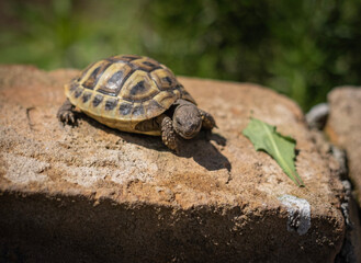turtle on a rock