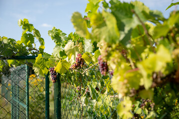 Ripe wine grapes on the vine on blue sky background