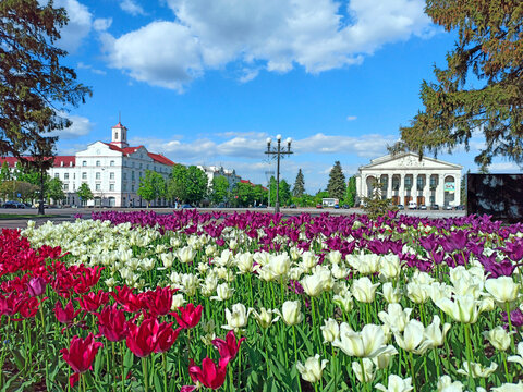 Beautiful spring tulips on flower bed in city in bright day. Flowerbed
