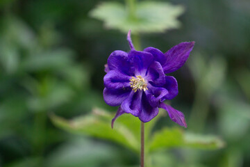 Aquilegia vulgaris. European columbine, granny's nightcap.