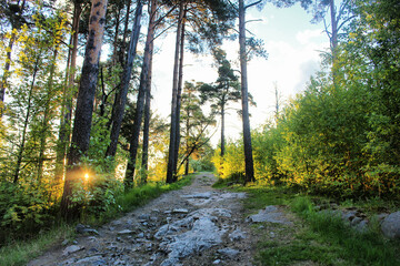 footpath in the forest