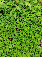beautiful small green plant leaves with grasses in a meadow
