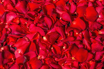 Fresh red roses petals background