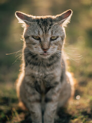Old cat at garden, sad old cat. Senior animal.