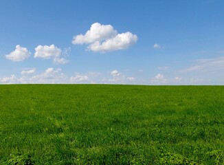 a green meadow on a blue sky with white clouds background