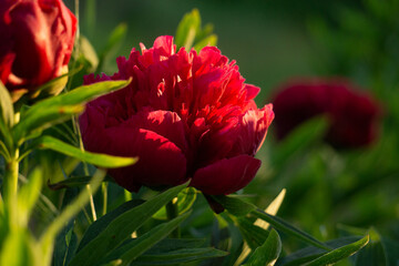 Blooming red Peony Flower On Blurred Natural Green Background in garden. 
