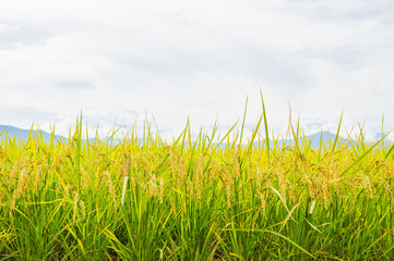 実りの秋　稲穂　山形村