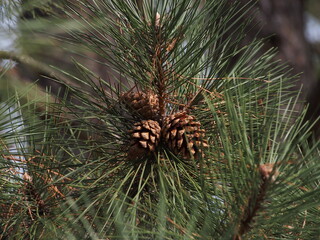 Naklejka na ściany i meble pine cone on the tree