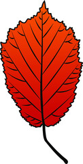 hazel leaf vector colour autumn