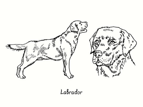 Labrador Retriever collection standing side view and head. Ink black and white doodle drawing in woodcut style.