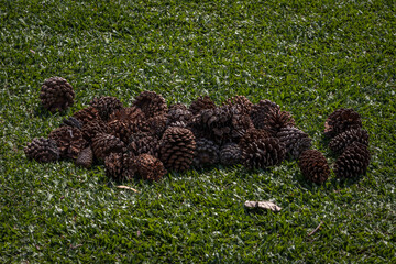 Pinhas de araucária