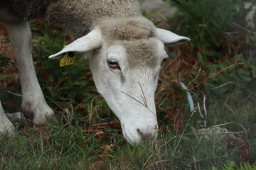 Naklejka na ściany i meble A sheep, face only, chewing, looking at camera, isolated, against meadow background