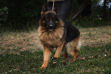 Long haired shepherd dog is very beautiful running on grass in field. Charming fluffy black and red German Shepherd runs in ring at dog show with handler.