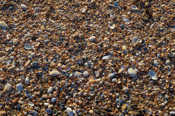 Picture of a sandstone shell.
