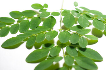 Drumstick Leaves, Moringa Olefera, Moringa Leaves in a white background