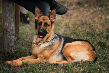 Service universal breed of dogs is resting. German shepherd of black and red color lies beautifully in grass in clearing next to its owner, looks carefully ahead and guards.