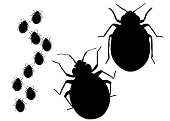 Large bedbugs and bedbug paths. Vector image. - obrazy, fototapety, plakaty