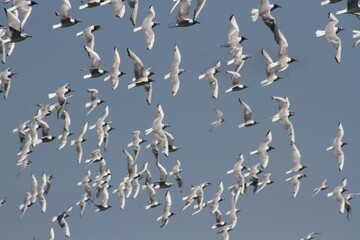 Gulls in Flight