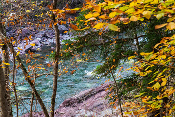 Autumn forest. Clean mountain river in the autumn forest.