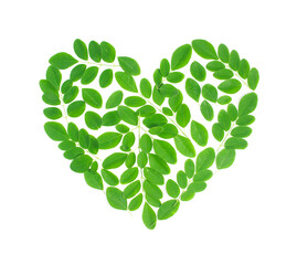 Love shape Drumstick Leaves. Moringa Olefera, Moringa Leaves in a white background