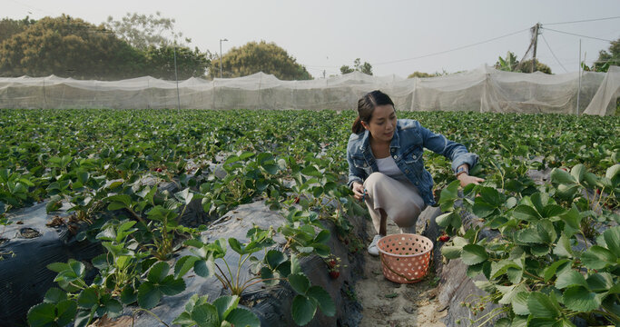 Asian woman go strawberry farm