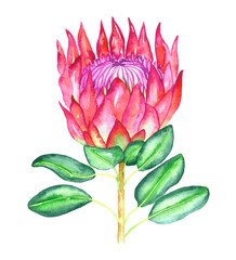 Protea cynaroides (king protea, giant protea, honeypot, king sugar bush) flower pink blossom and green leaves, hand painted watercolor illustration