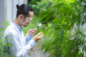 scientist checking on organic cannabis hemp plants in a weed greenhouse. Concept of legalization herbal for alternative medicine with cbd oil, commercial pharmaceutical in medicine business industry