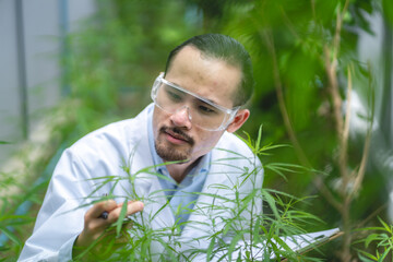 scientist checking on organic cannabis hemp plants in a weed greenhouse. Concept of legalization herbal for alternative medicine with cbd oil, commercial pharmaceutical in medicine business industry