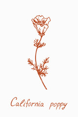 California poppy flower stem with bud and leaves, doodledrawing with inscription, vintage style