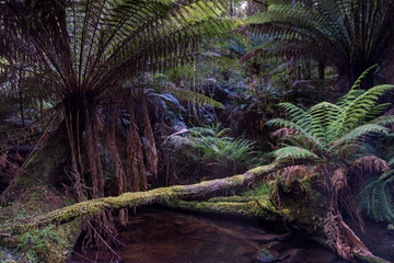 beautiful australian forest in backlight