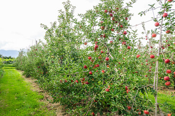 Fototapeta na wymiar 果樹園のりんごの木