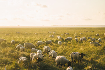 Agriculture, farming and livestock in north France Bretagne region. Flock of sheep graze in field on shores atlantic ocean in french of brittany at sunset. Meat, dairy farming, agro-industrial sector