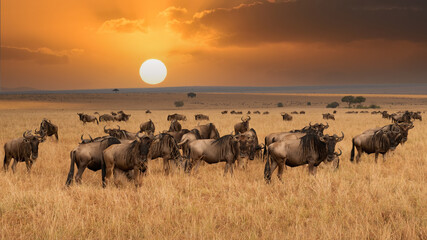 large herds of wildebeests in the African Masai Mara - obrazy, fototapety, plakaty