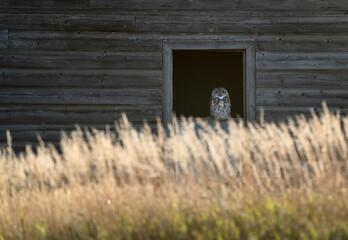 Young Great Horned Owl