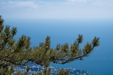 Pine tree on the rock. Rocky Mountains.