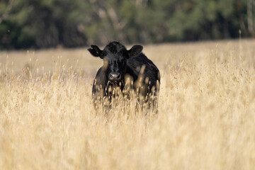 Beef cows and calfs grazing on grass in Australia. Eating hay and silage. breeds include speckled...