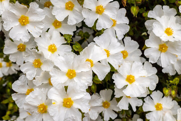 Cistus Salviifolius also sage-leaved rock-rose, salvia cistus or Gallipoli rose, a bushy shrub with inflorescences of round flowers with white petals. - obrazy, fototapety, plakaty
