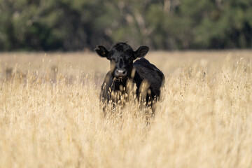 Close up of beef cows and calfs grazing on grass in Australia. Eating hay and silage. breeds...