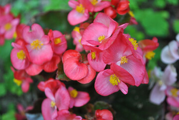 Many beautiful begonia semperflorens (Wax begonia, Begonia conchita) flowers close up. Pink petals and leaves and yellow pistils. Natural organic background top view. - obrazy, fototapety, plakaty