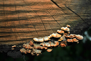 Fomes fomentarius group (tinder fungus, false tinder fungus, hoof fungus, tinder conk, tinder polypore, ice man fungus) growing on sawn trunk with rough background - obrazy, fototapety, plakaty