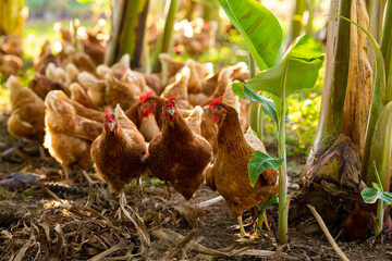 galinhas criadas de forma sustentável em criação ao ar livre 