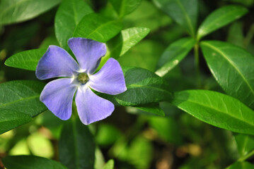 Vinca major (bigleaf periwinkle, large periwinkle, greater periwinkle, blue periwinkle) flower, green leaves background, close up detail
